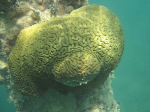AndyPRunderwater 1 Brain coral - Vieques